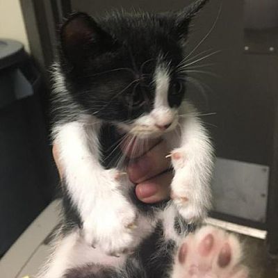 Cloud — Bryan Animal Center
